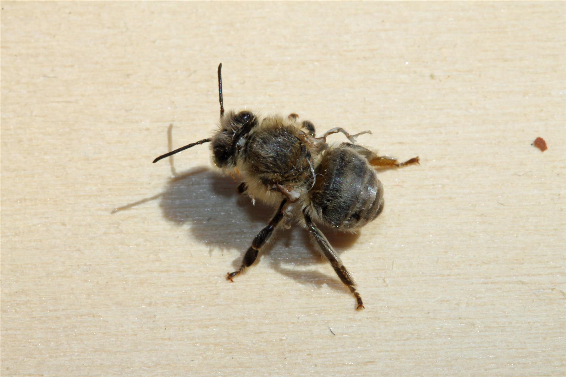 Arbeiterin der Honigbiene (Apis mellifera) mit DWV-Symptomen